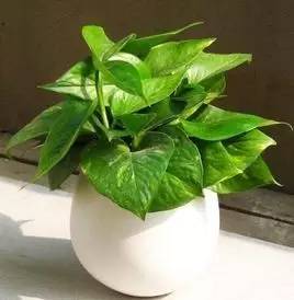 綠色植物能有效去除裝修污染？
